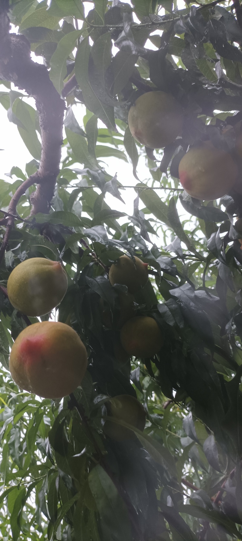 百万亩五号黄桃食品加工厂传用，大量供应中，