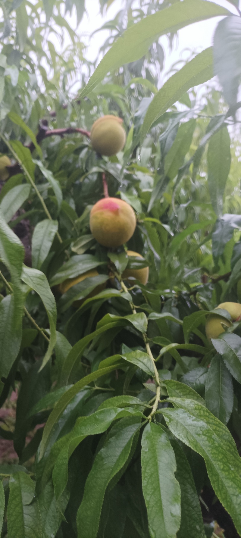 百万亩五号黄桃食品加工厂传用，大量供应中，