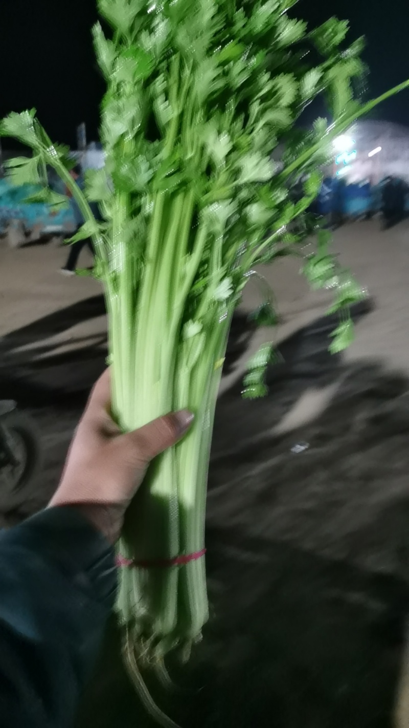 聊城香芹上市支持超市，批发商，电商，大量有货需要的老板联