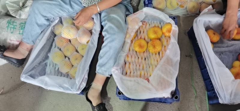一年吃两个月的彩虹蟠桃抓紧时间哦，支持一件代发来