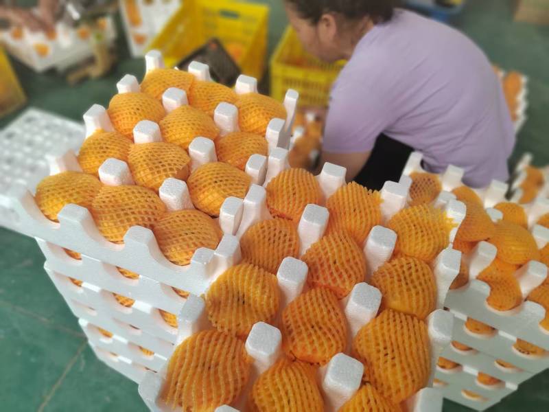 一年吃两个月的彩虹蟠桃抓紧时间哦，支持一件代发来