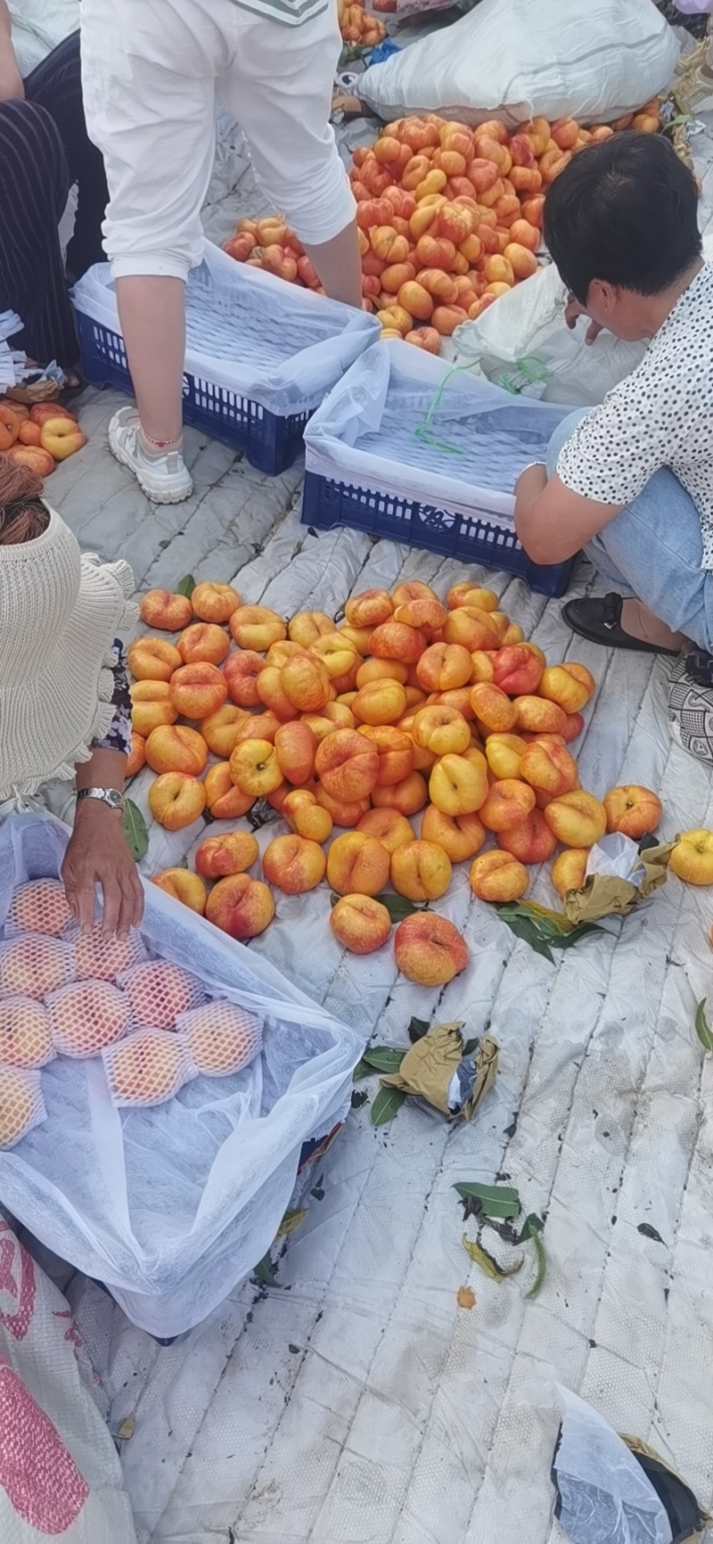 一年吃两个月的彩虹蟠桃抓紧时间哦，支持一件代发来