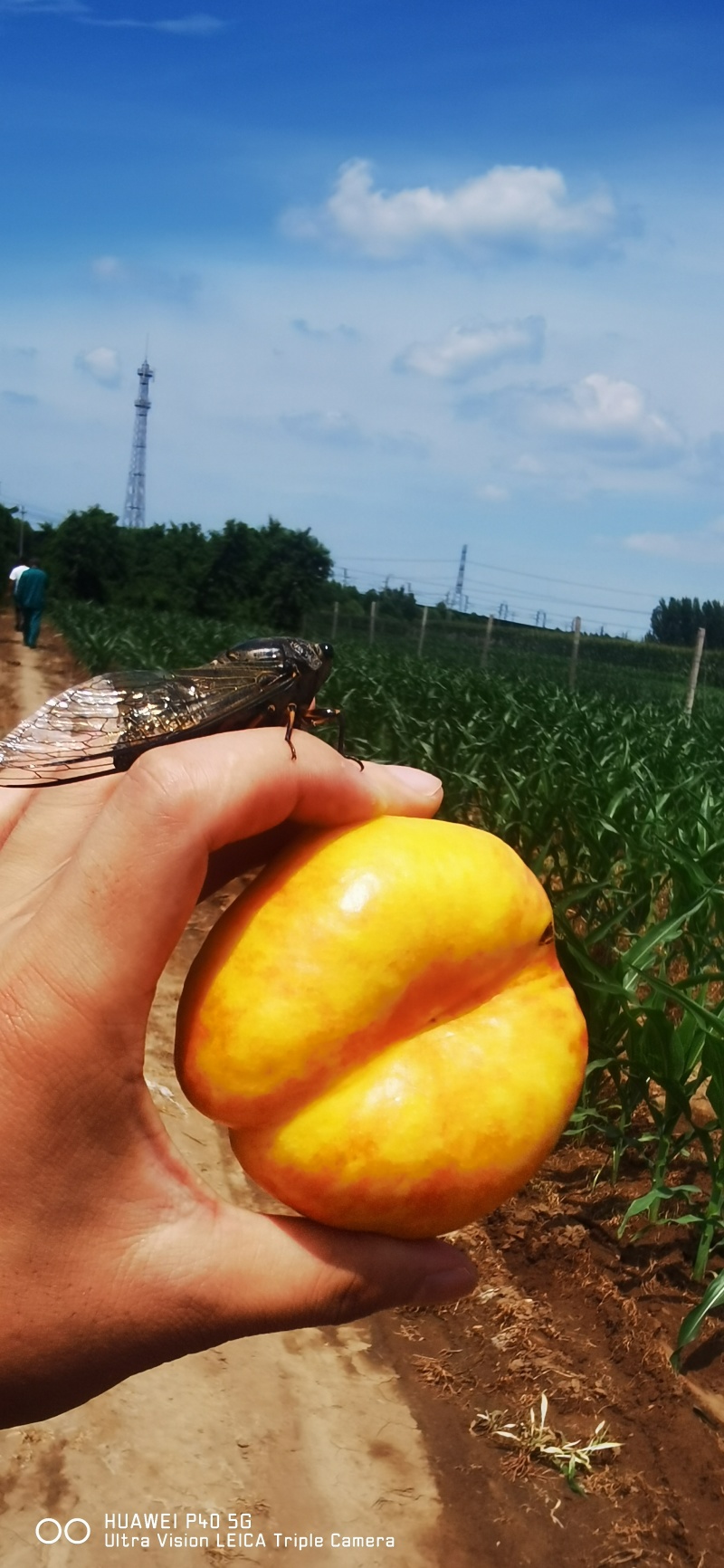 一年吃两个月的彩虹蟠桃抓紧时间哦，支持一件代发来