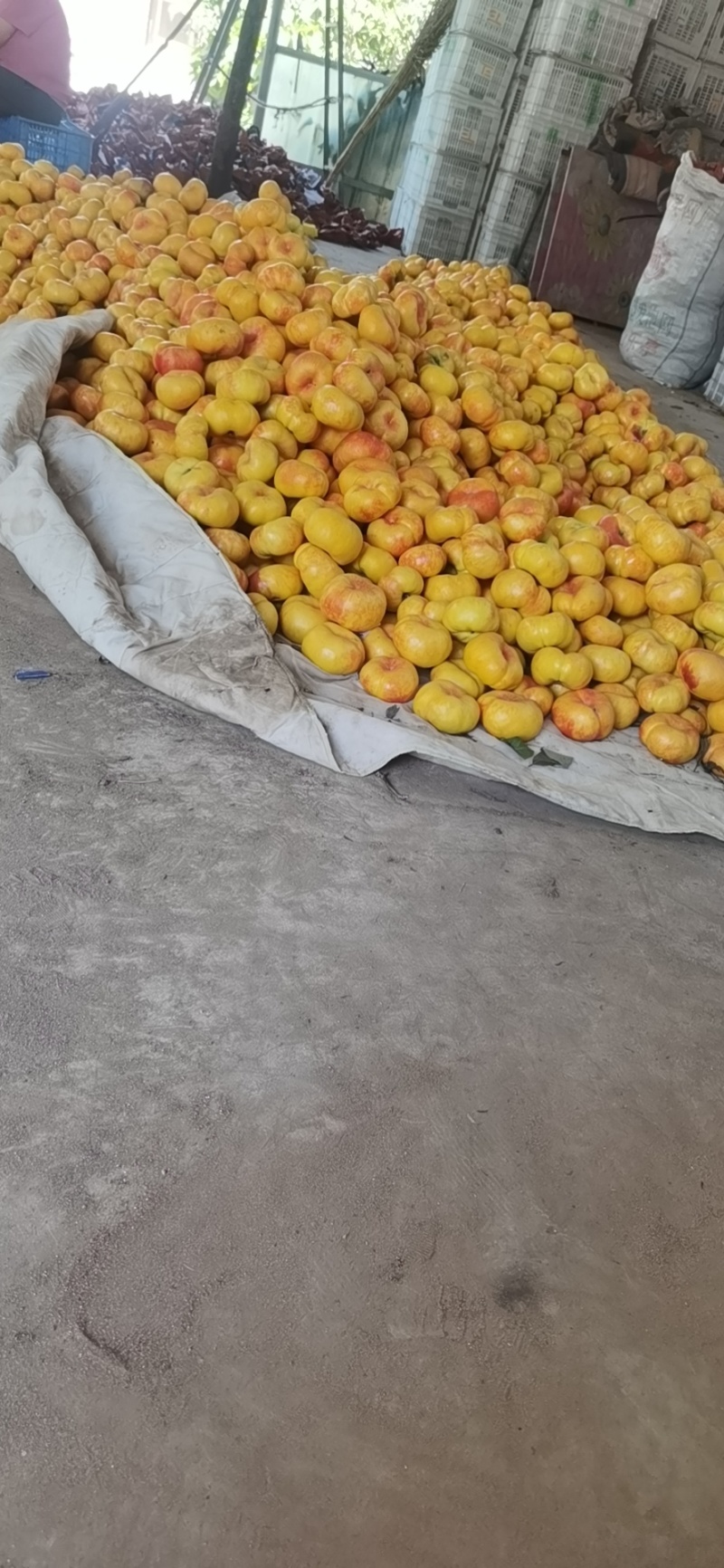 一年吃两个月的彩虹蟠桃抓紧时间哦，支持一件代发来