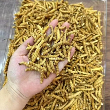 冬虫夏草各种规格选货10克起包邮经济实惠