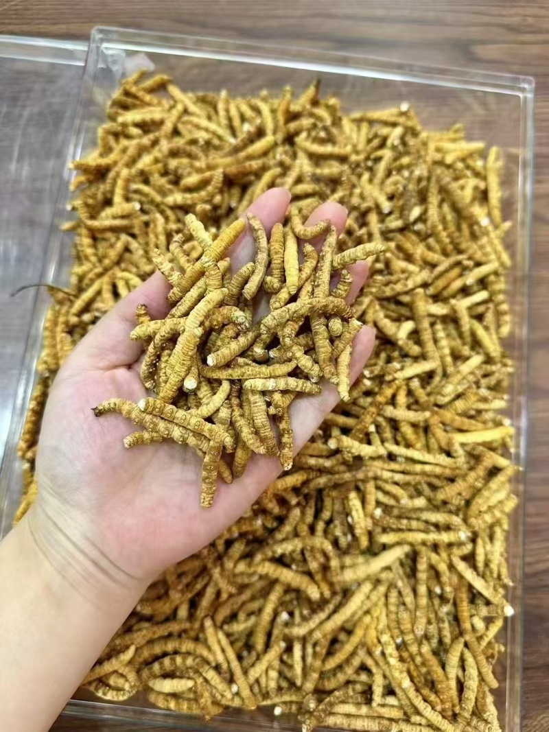 冬虫夏草各种规格选货10克起包邮经济实惠