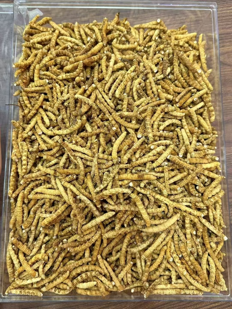 冬虫夏草各种规格选货10克起包邮经济实惠