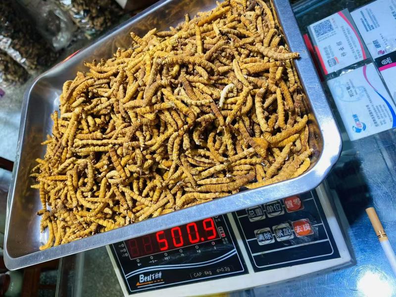 冬虫夏草各种规格选货10克起包邮经济实惠