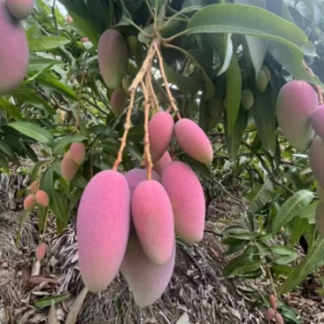 芒果