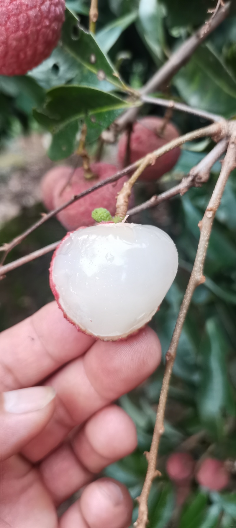 荔枝