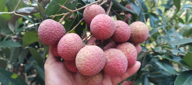 荔枝