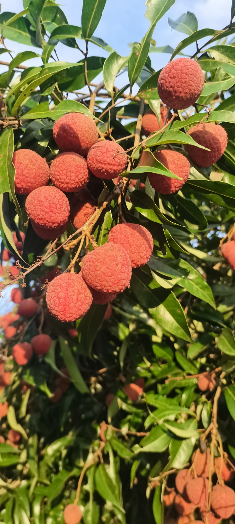 荔枝