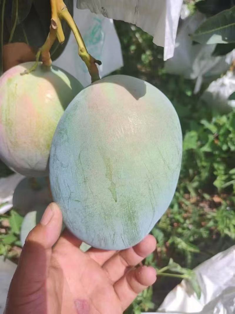 攀枝花高山海拔凯特芒纯甜无酸