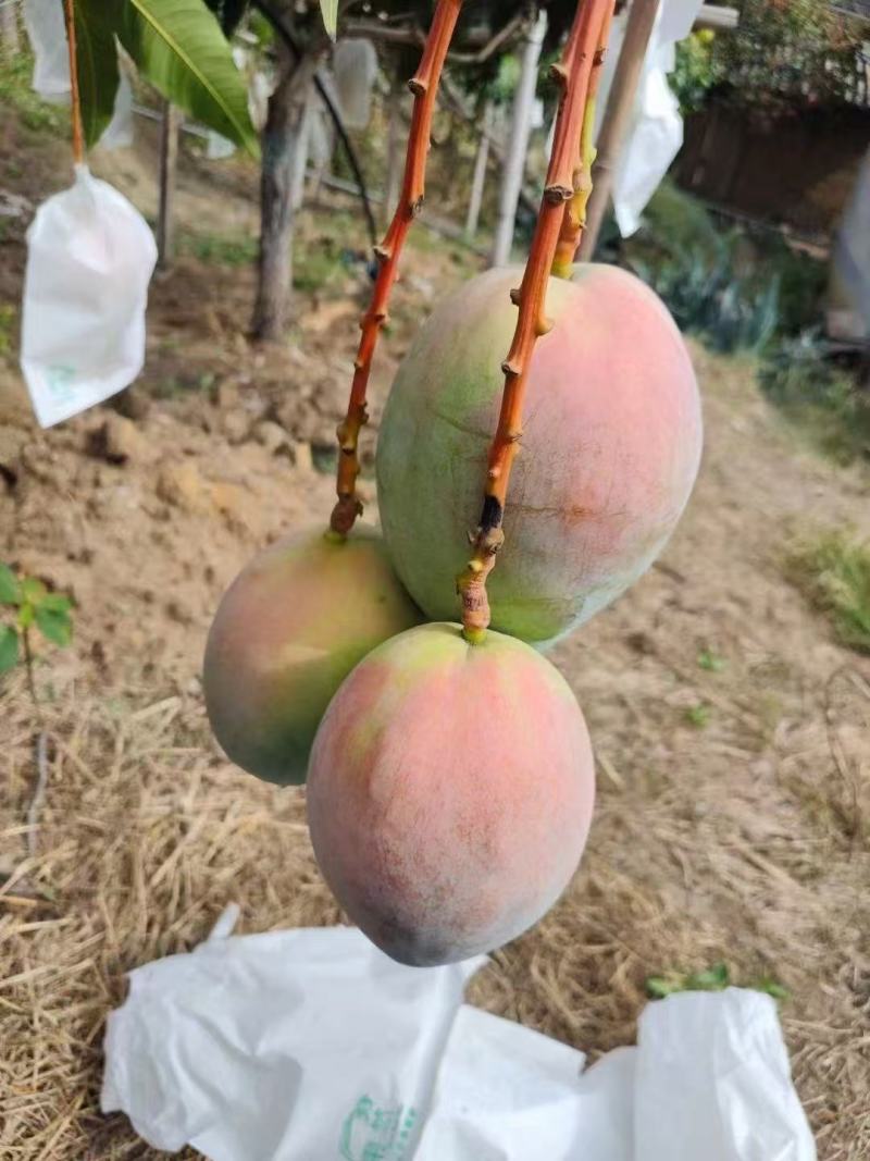 攀枝花高山海拔凯特芒纯甜无酸