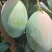攀枝花高山海拔凯特芒纯甜无酸