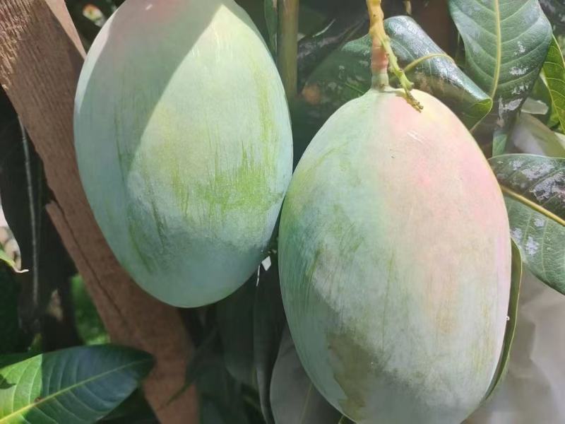 攀枝花高山海拔凯特芒纯甜无酸