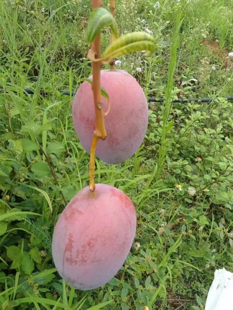 攀枝花高山海拔凯特芒纯甜无酸