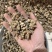 野生干货藤三七小年药川七中药材