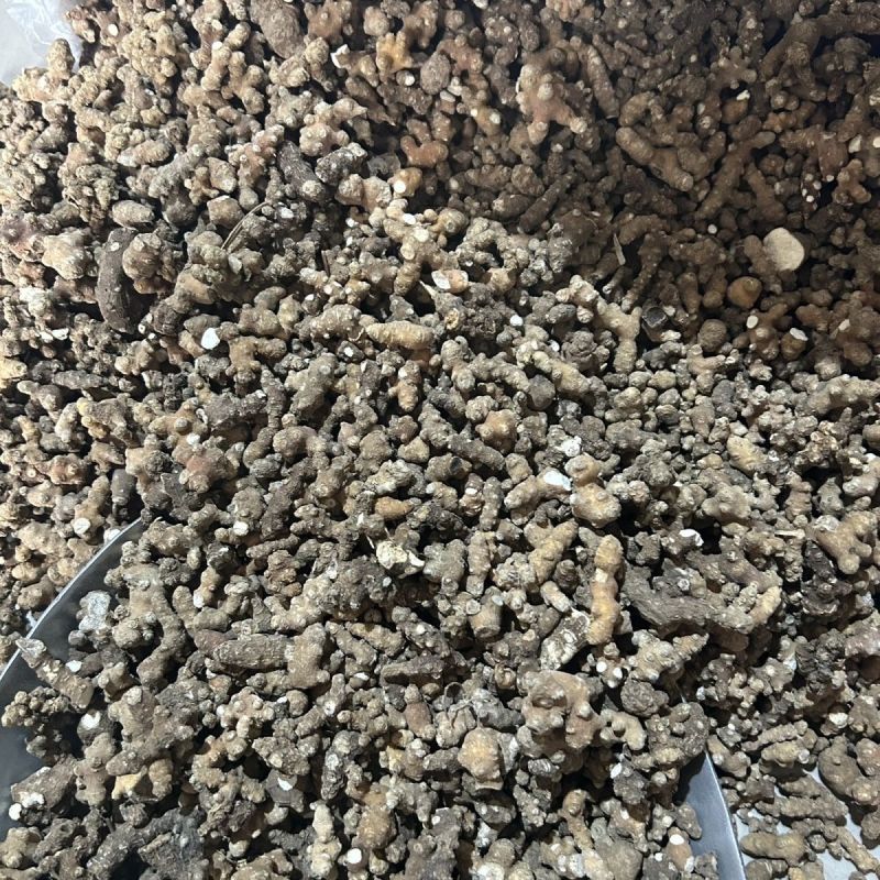 野生干货藤三七小年药川七中药材