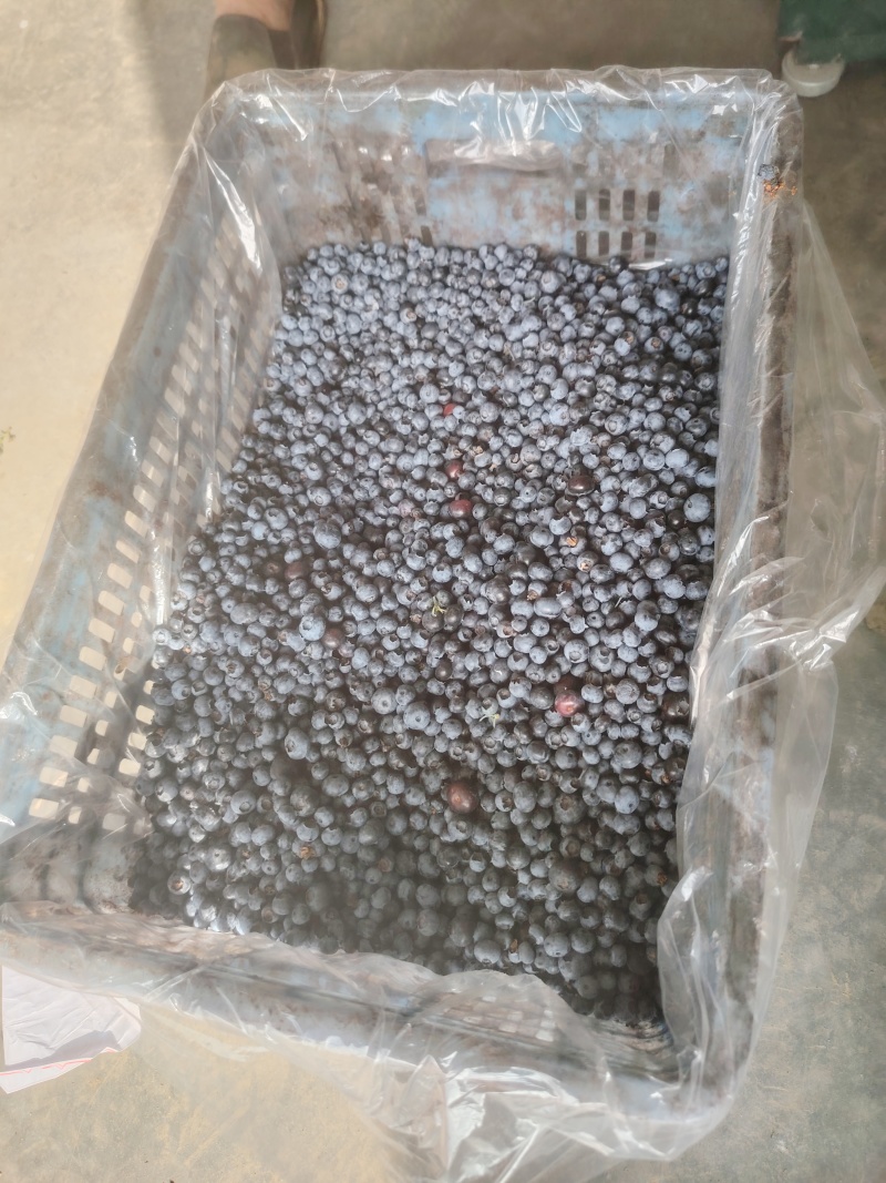 冻果蓝莓大量冷冻果蓝莓