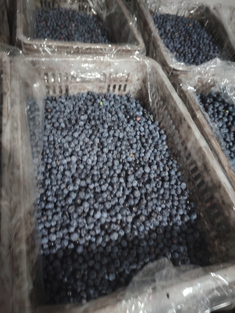 冻果蓝莓大量冷冻果蓝莓