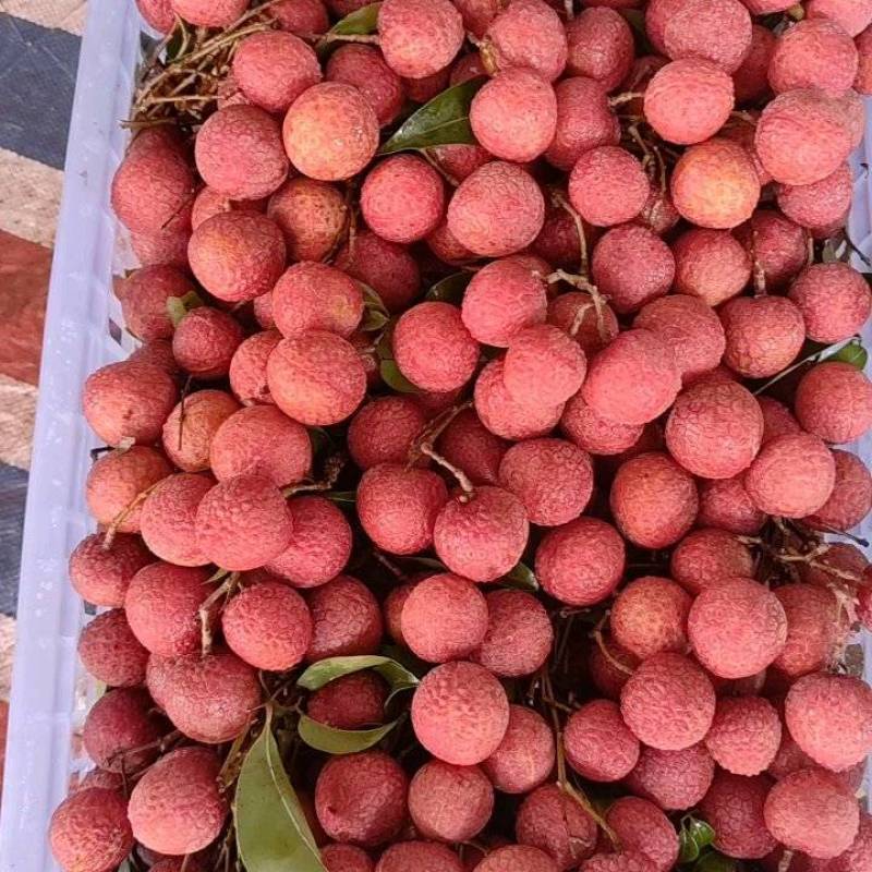 广西北流市禾荔（淮枝）荔枝，大量有货源，供应工厂电商市场