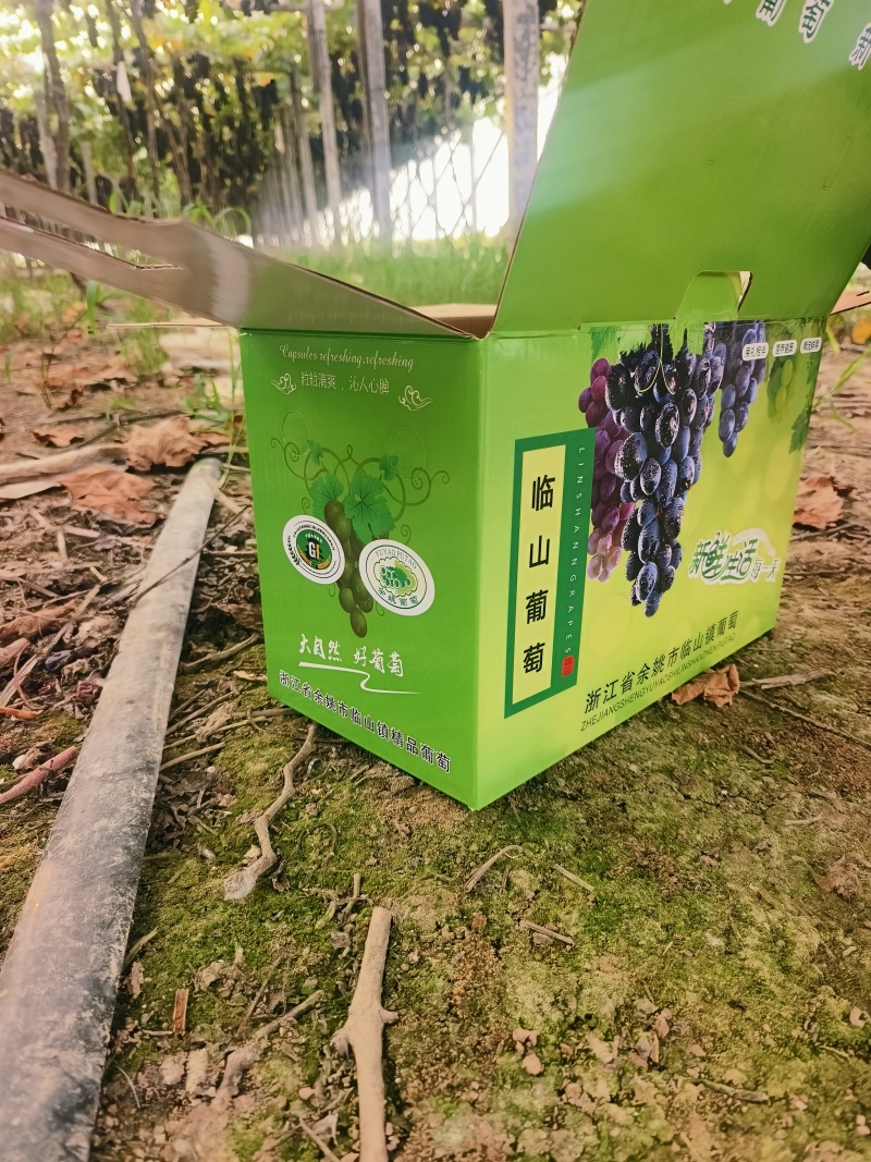 慈溪巨峰葡萄海边盐地三膜葡萄甬优巨峰电商货4斤装现摘葡萄