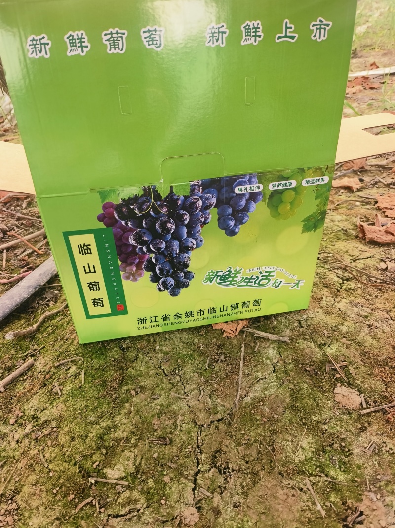 慈溪巨峰葡萄海边盐地三膜葡萄甬优巨峰电商货4斤装现摘葡萄