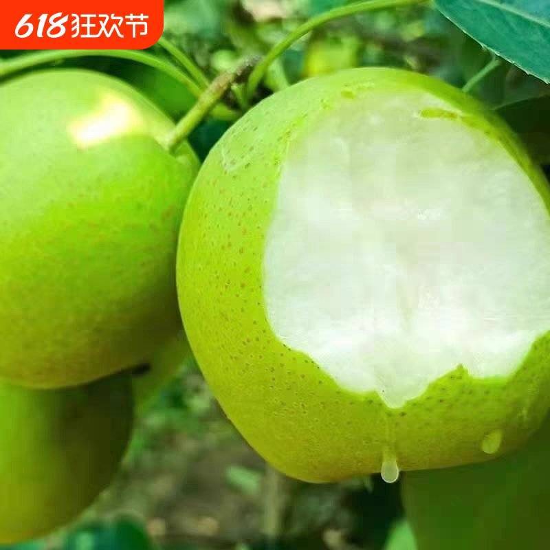陕西酥梨酥脆梨酥脆一号产地直发货源充足欢迎致电