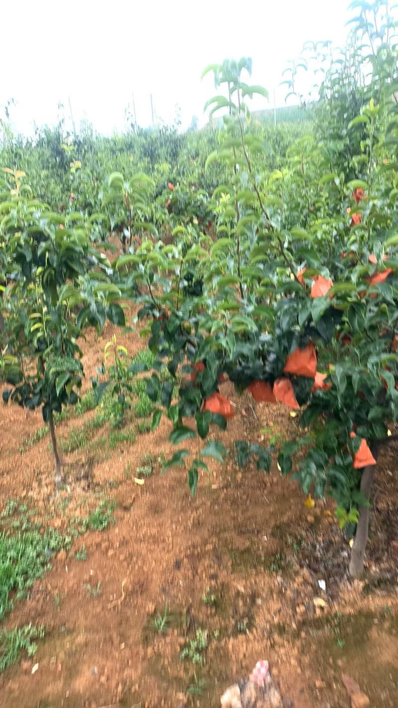 陕西酥梨酥脆梨酥脆一号产地直发货源充足欢迎致电
