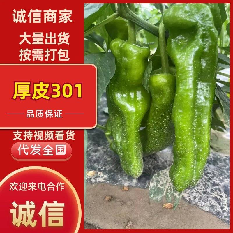南通301辣椒颜色翠绿鲜嫩无伤无裂耐运输按需求分拣打包