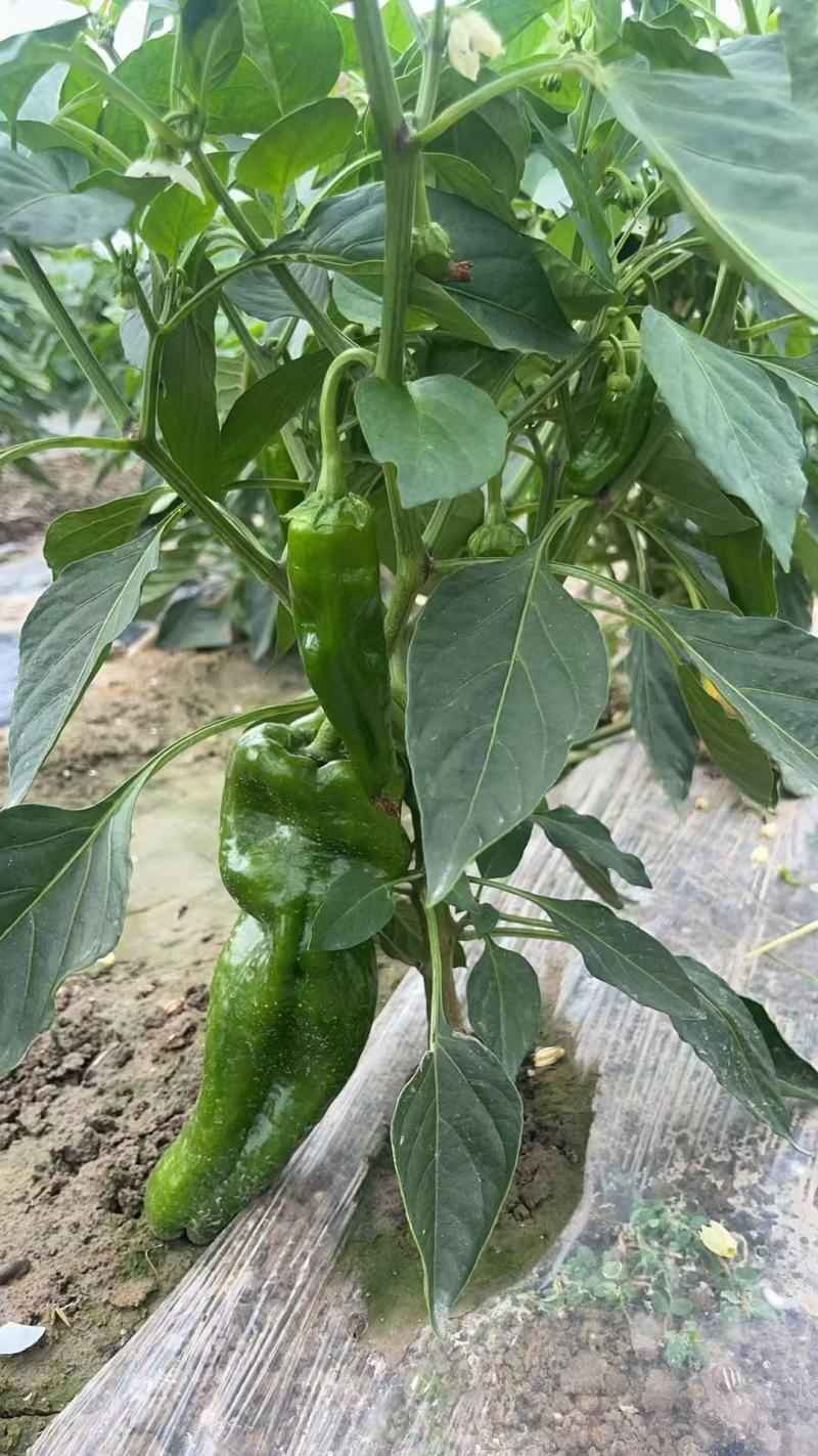 南通301辣椒颜色翠绿鲜嫩无伤无裂耐运输按需求分拣打包