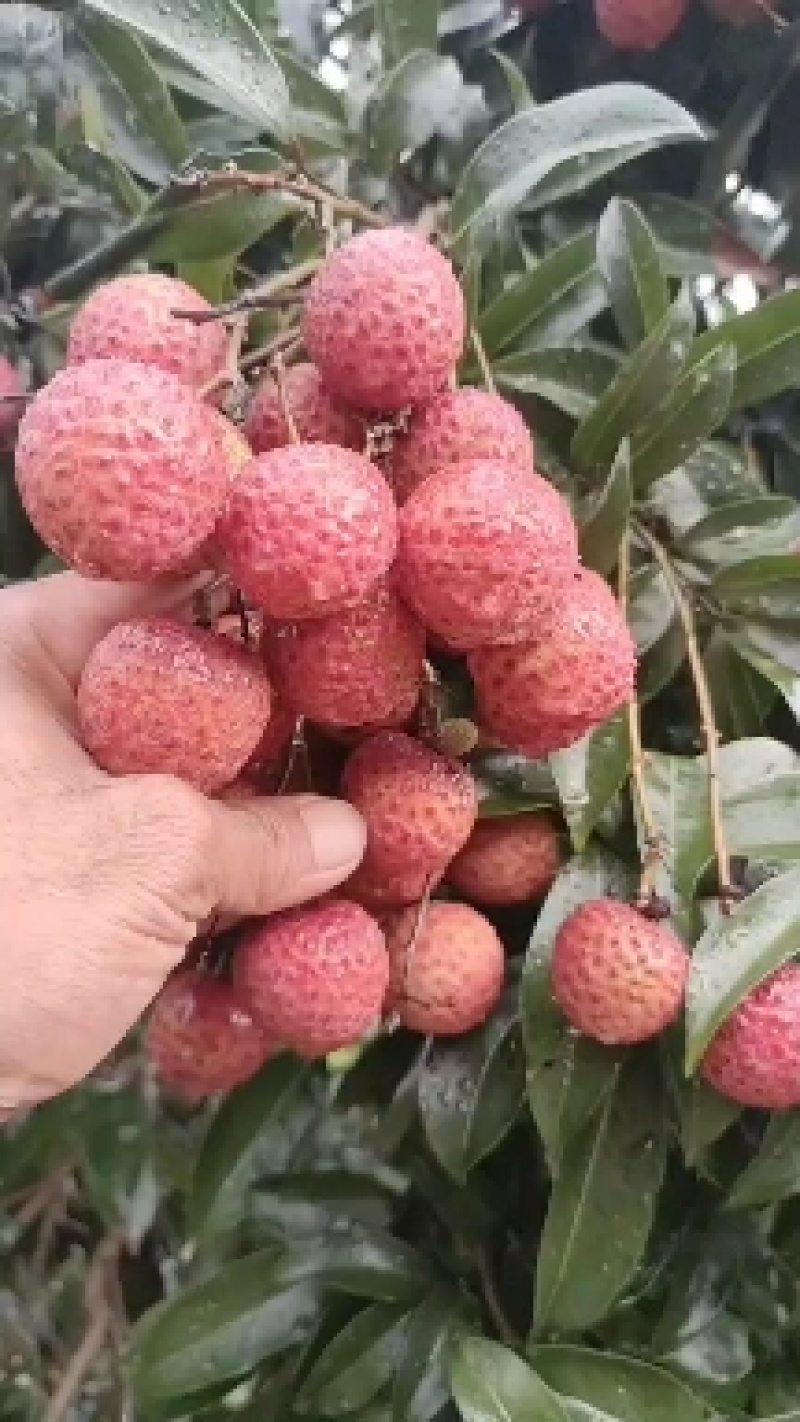 广西北流市禾荔（淮枝）荔枝，大量有货源，供应工厂电商市场