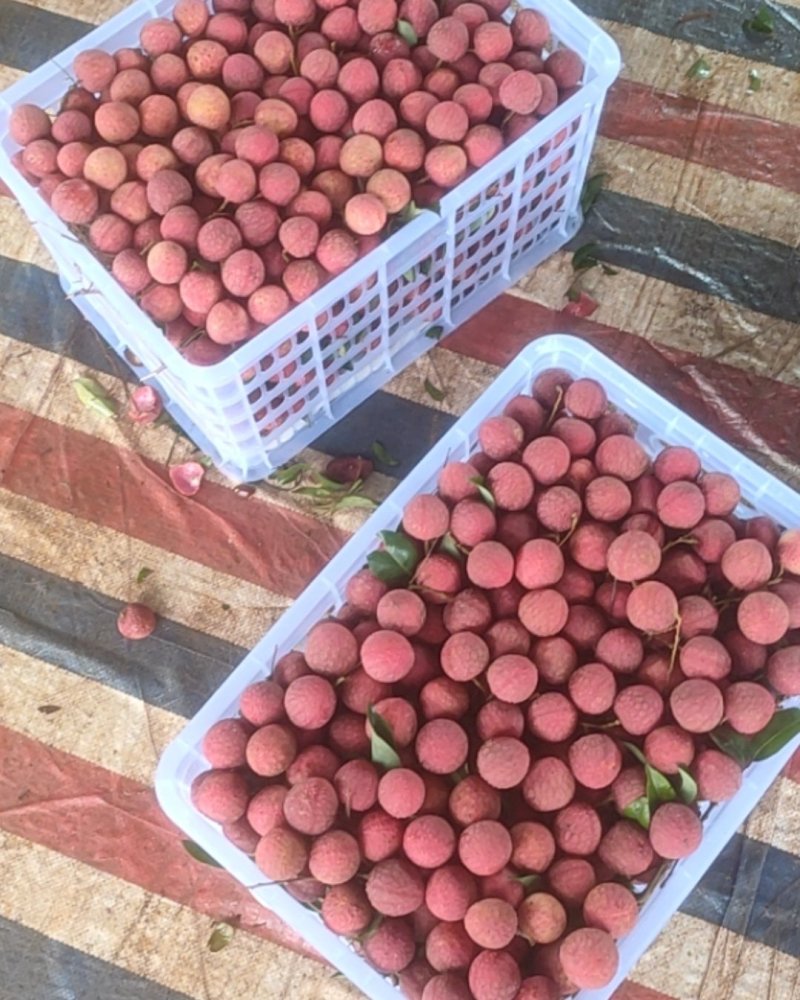 广西北流市禾荔（淮枝）荔枝，大量有货源，供应工厂电商市场