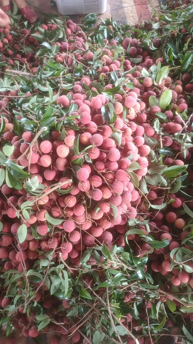 广西北流市禾荔（淮枝）荔枝，大量有货源，供应工厂电商市场