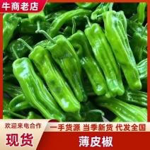 江苏薄皮椒原产地一手价格货源充足硬度好耐储存运输全国接单