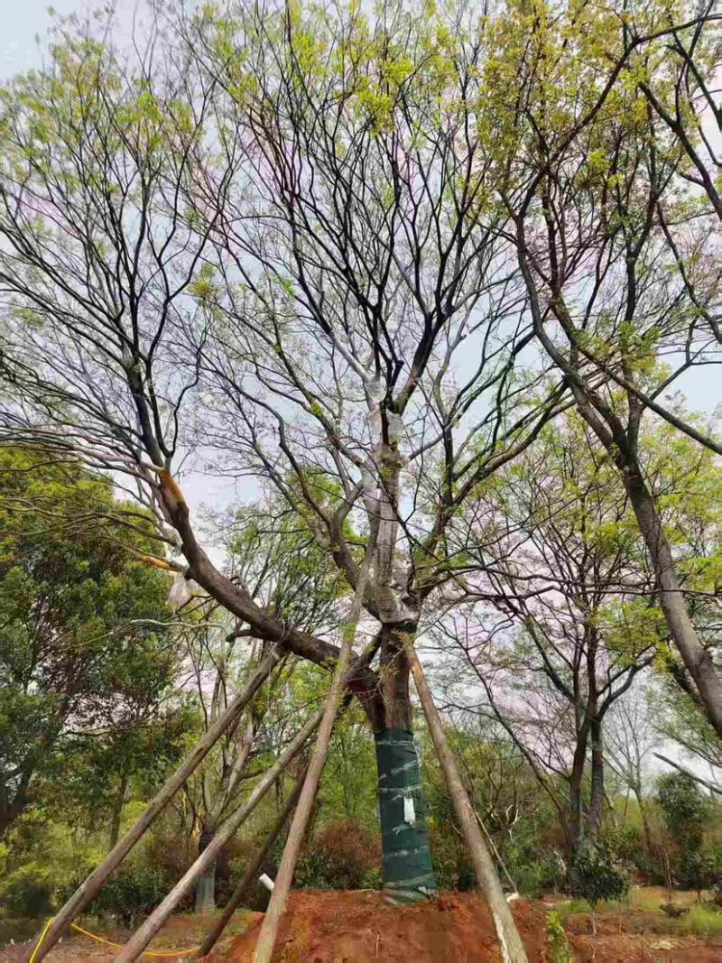 移栽精品50公分大朴树，价格优惠，欢迎订购。