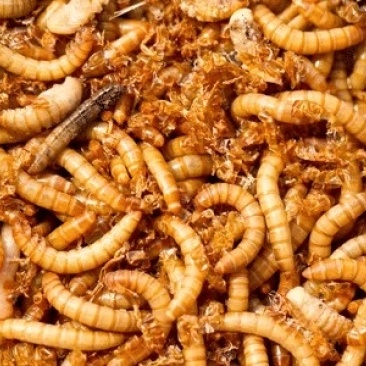【实力】山东菏泽黄粉虫虫皮做饲料的好帮手可视频看货