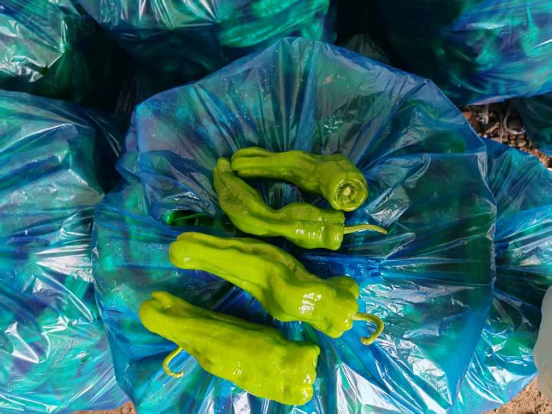 江苏薄皮椒原产地一手价格货源充足硬度好耐储存运输全国接单
