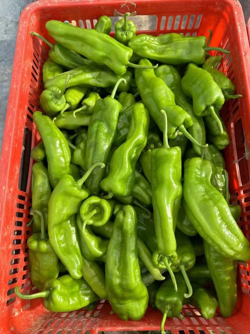 南通301辣椒颜色翠绿鲜嫩无伤无裂耐运输按需求分拣打包