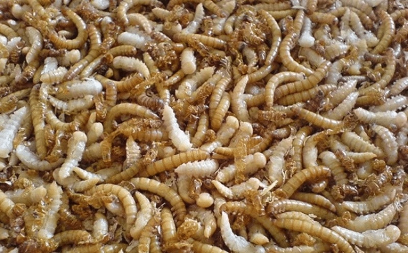 【实力】山东菏泽精品黄粉虫虫皮产地直发量大从优可视频看货