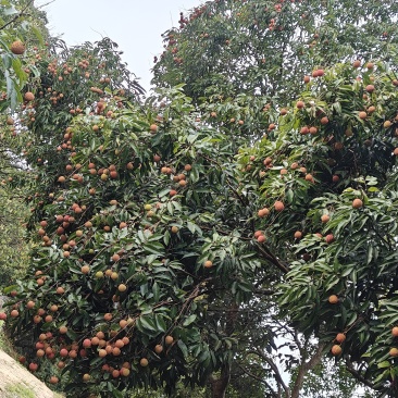 桂味，糯米糍批发