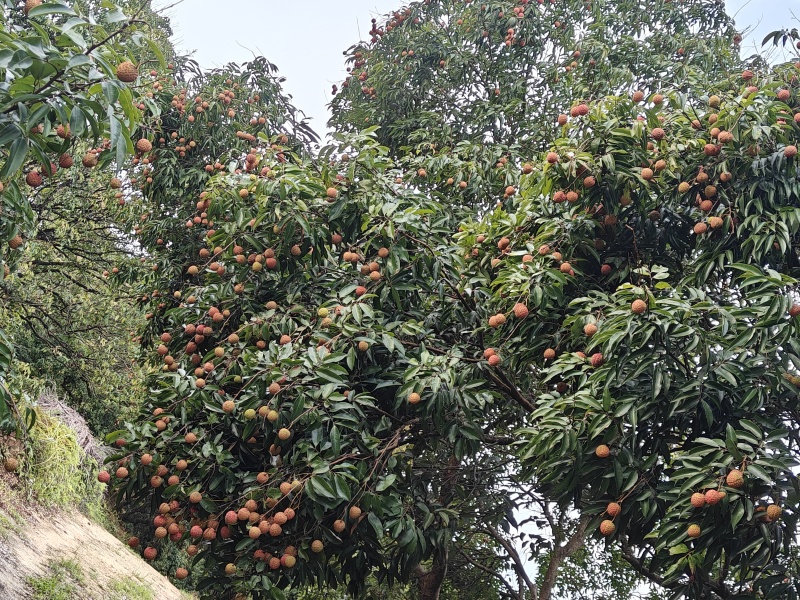 桂味，糯米糍批发