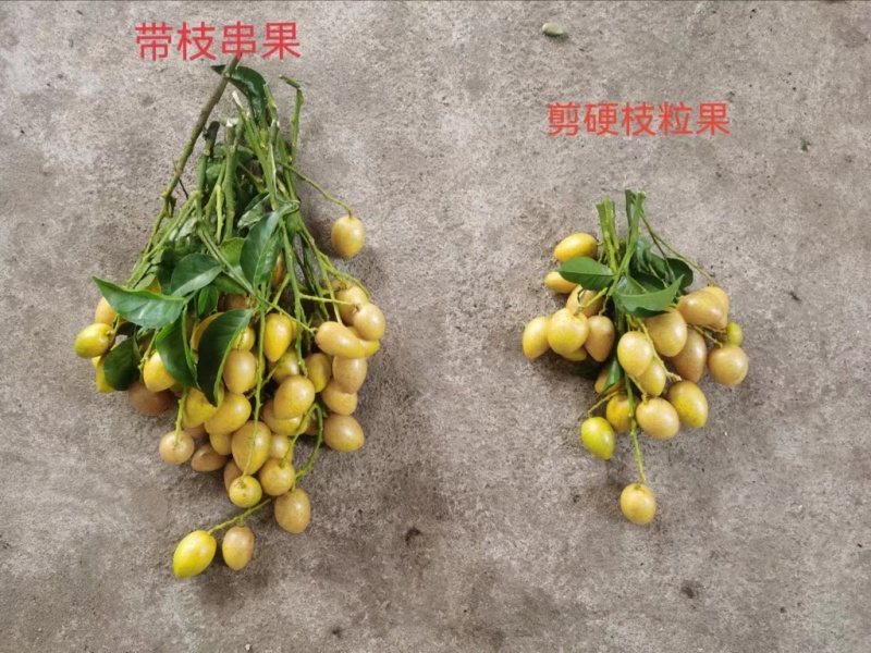 鸡心黄皮