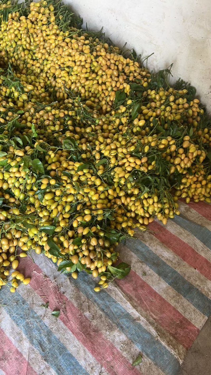鸡心黄皮