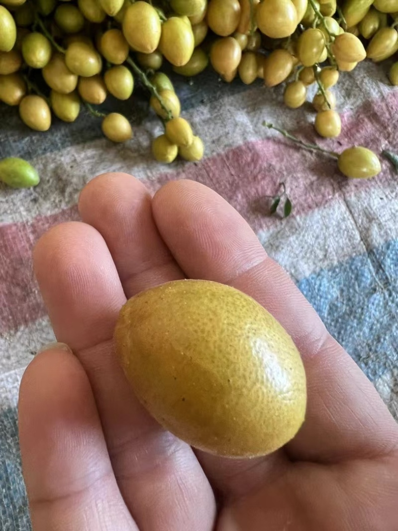 鸡心黄皮