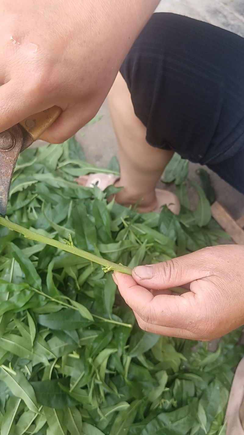 永莲蜜2号桃苗，六月中旬上市，大果，脆甜