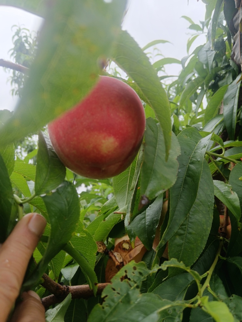 永莲蜜2号桃苗，六月中旬上市，大果，脆甜