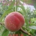 永莲蜜2号桃苗,六月中旬上市,大果,脆甜