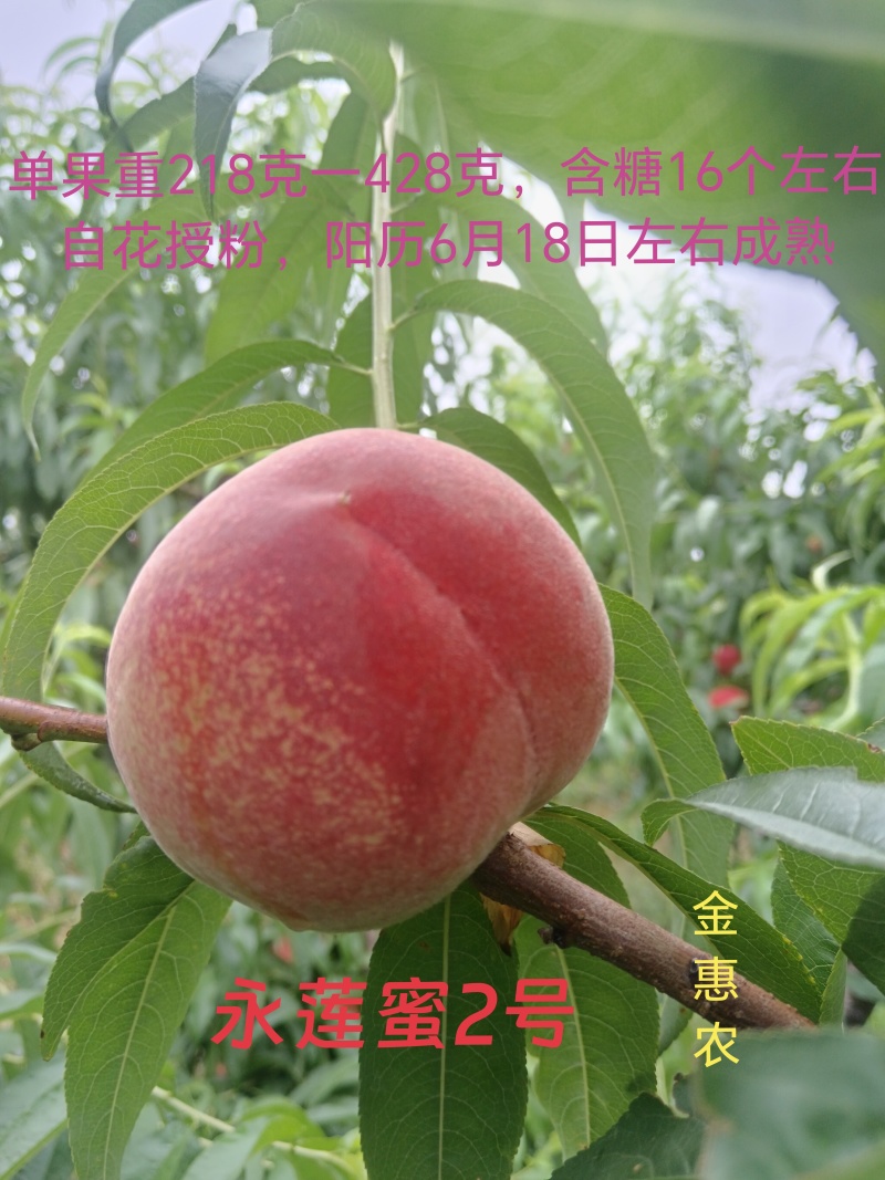 永莲蜜2号桃苗，六月中旬上市，大果，脆甜